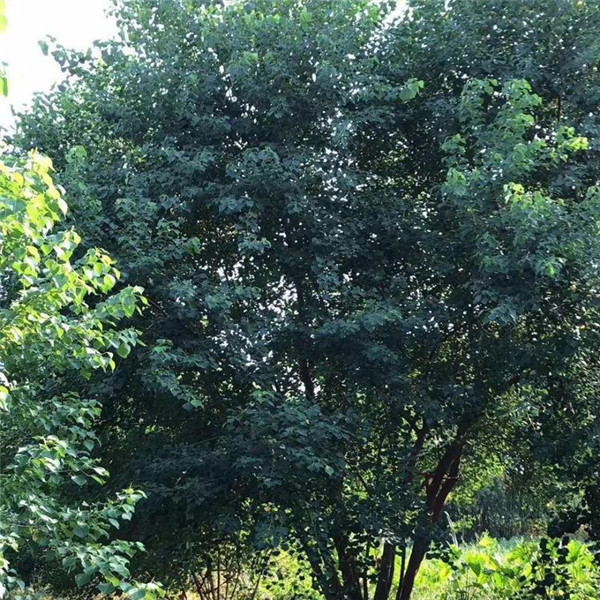 乌桕树图片