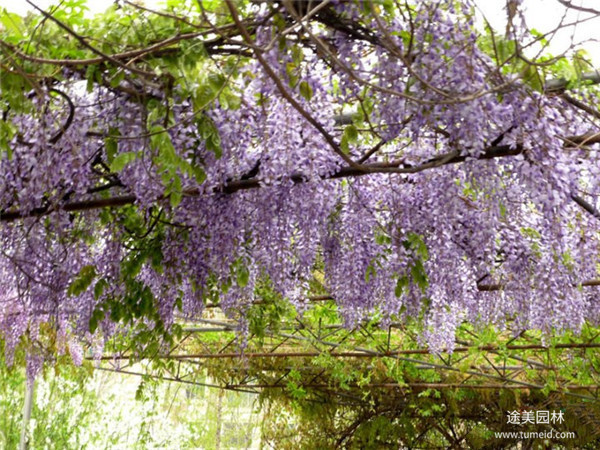 紫藤树图片