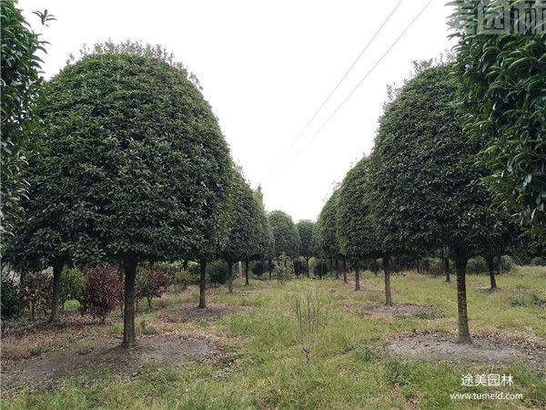 桂花树