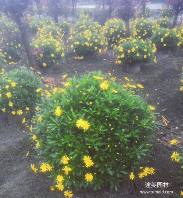 40公分高木春菊图片