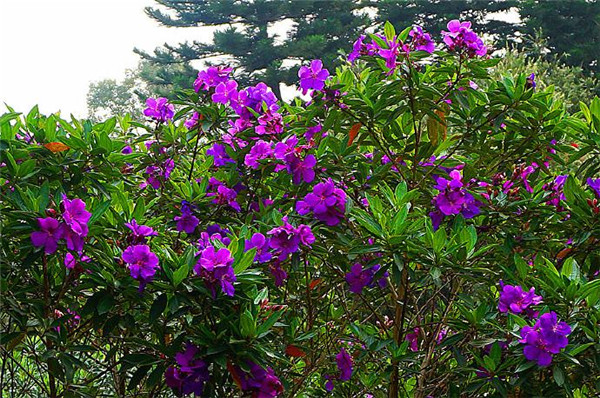 紫花杜鹃