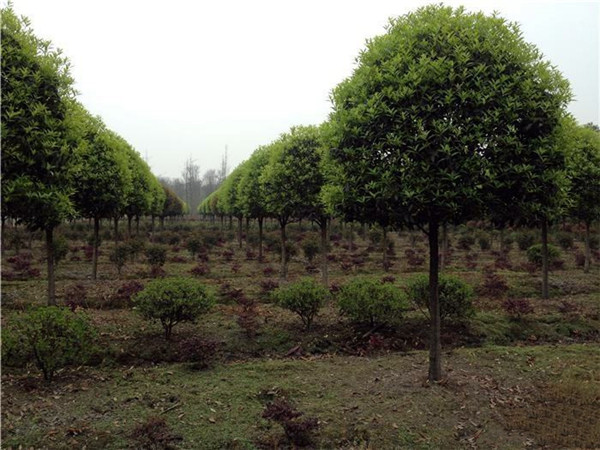 园林绿化中哪些品种的苗木适合做绿化带使用？