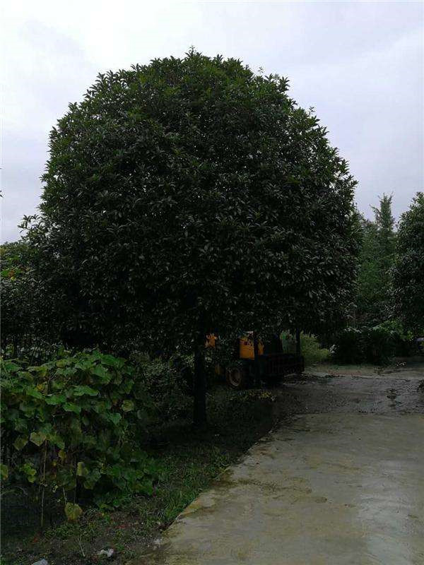 重庆桂花树图片