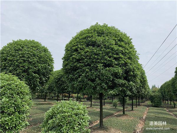 2020成都5~8公分桂花树批发价格是多少？