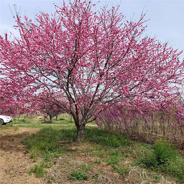 桃树图片