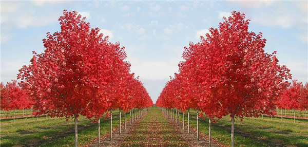 三季红红枫的栽培养护技巧