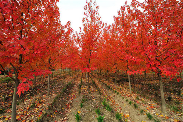 红枫树批发价格 成都最贵的红枫树是什么品种？