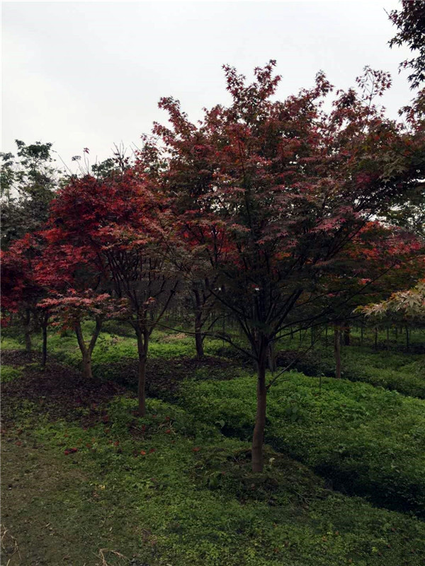 日本红枫基地实拍图