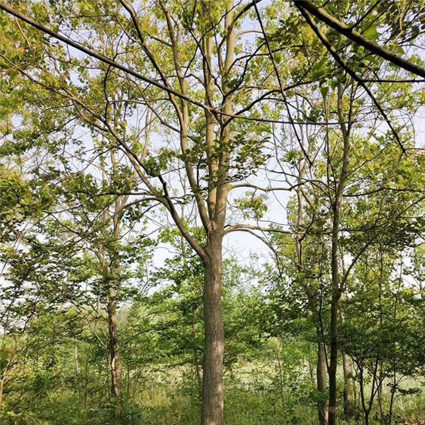 15公分乌桕树图片