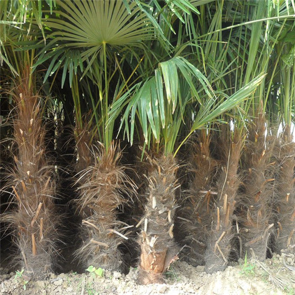 棕榈苗木基地实拍图