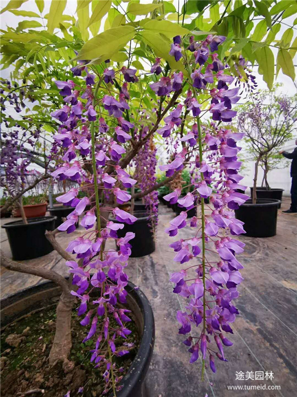 10公分紫藤图片